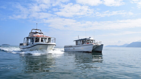 Puffin Island Cruises