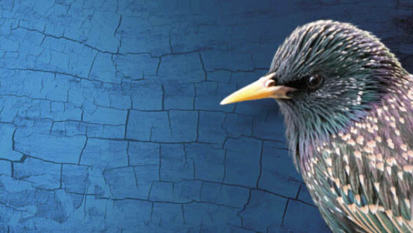 Get ready for the Big Garden Birdwatch